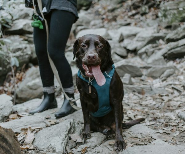 Colour Theory for Pet Gear: Planning a Dog Harness Singapore Coats Look Good In