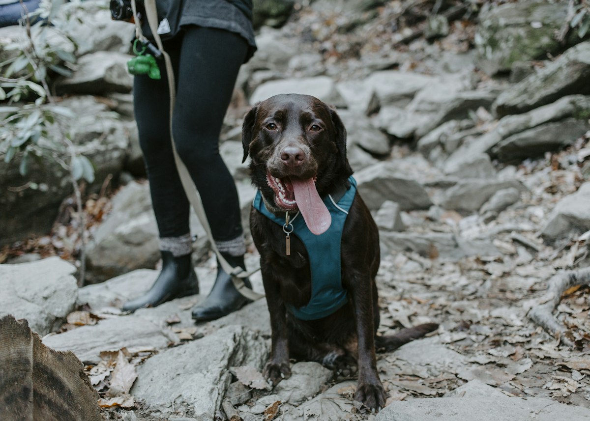 Colour Theory for Pet Gear: Planning a Dog Harness Singapore Coats Look Good In