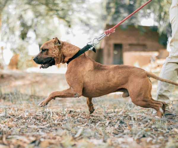 Keeping the Walks Close: A Dog Leash as a Gentle Keepsake After Loss