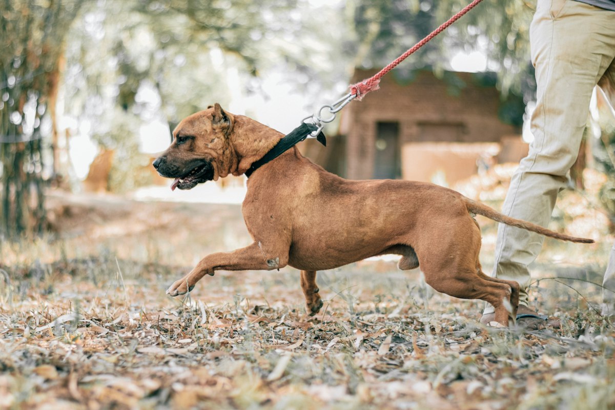 Keeping the Walks Close: A Dog Leash as a Gentle Keepsake After Loss