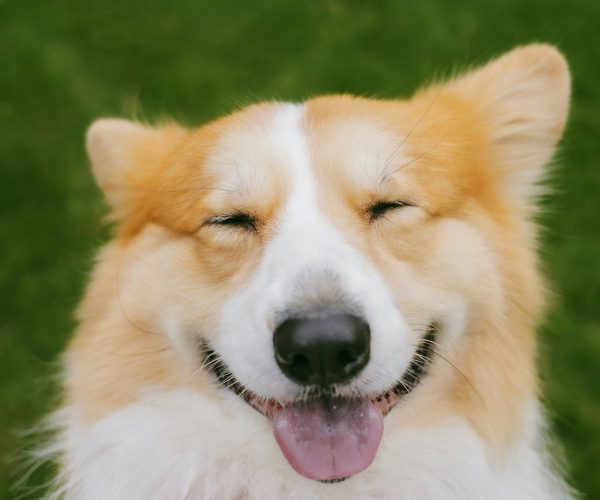 Working From Home With a Dog: Routines and Pet Accessories Singapore Owners Personalise