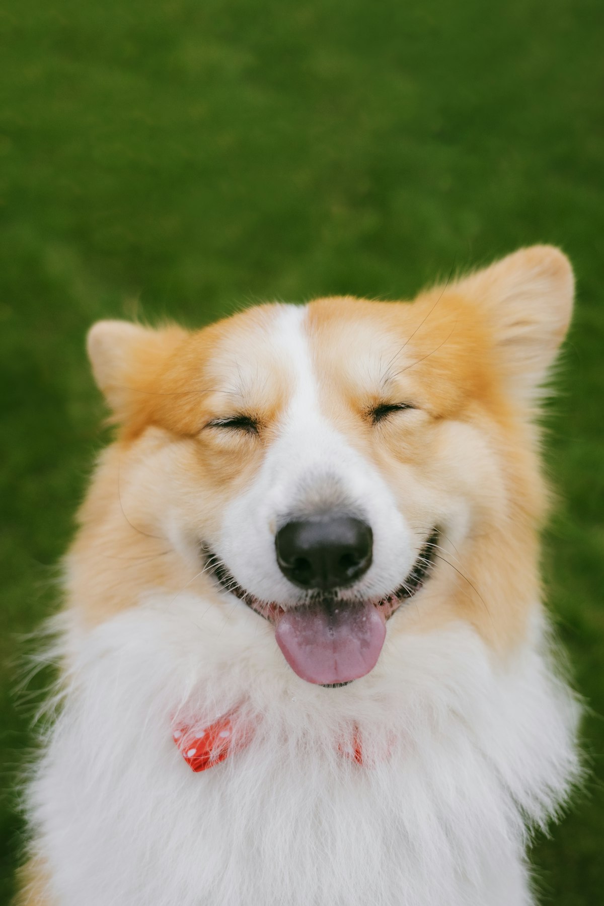 Working From Home With a Dog: Routines and Pet Accessories Singapore Owners Personalise